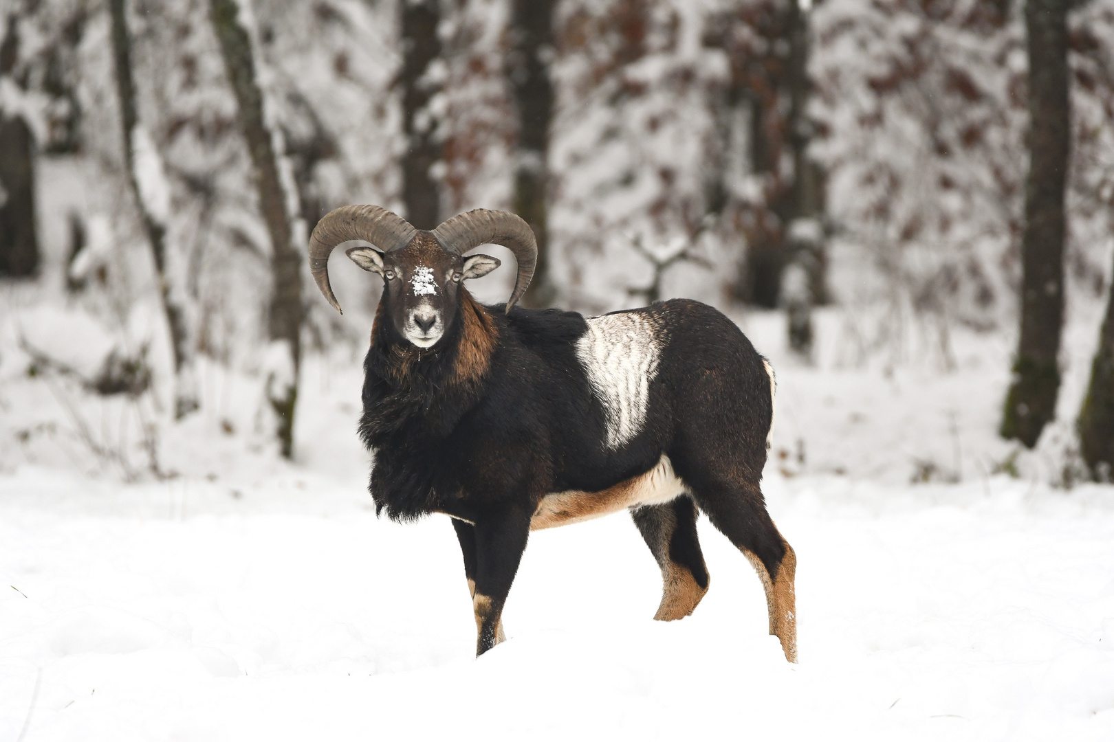 Frostiger Ansitz bei den Mufflons