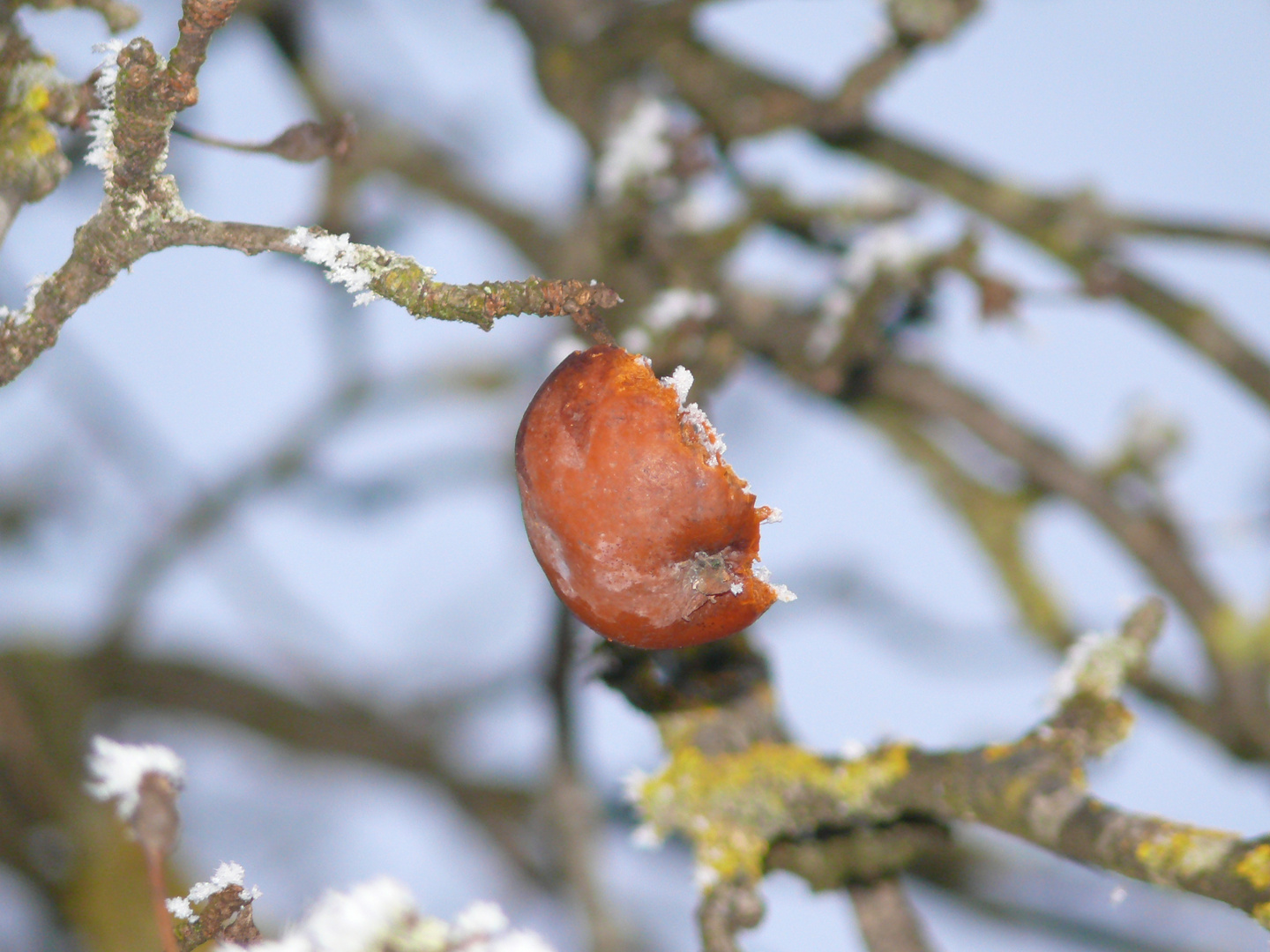 frostiger Apfel