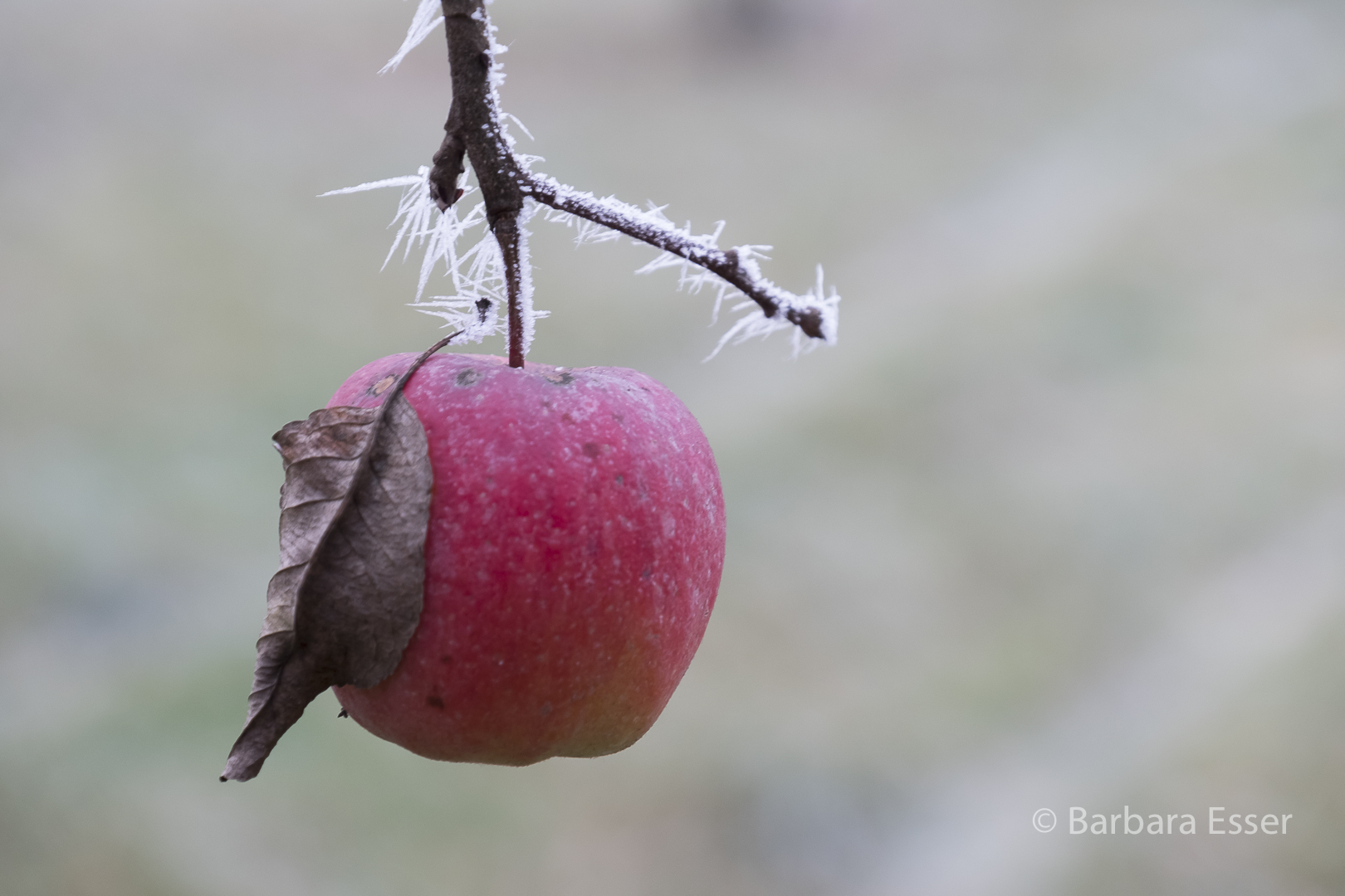 Frostiger Apfel