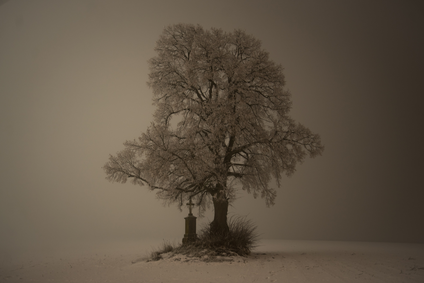 Frostiger Baum