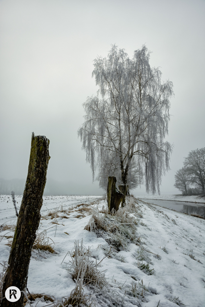 Frostiger Baum