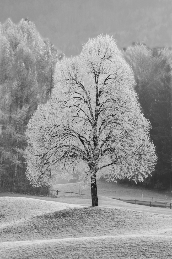 frostiger Baum