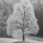 frostiger Baum