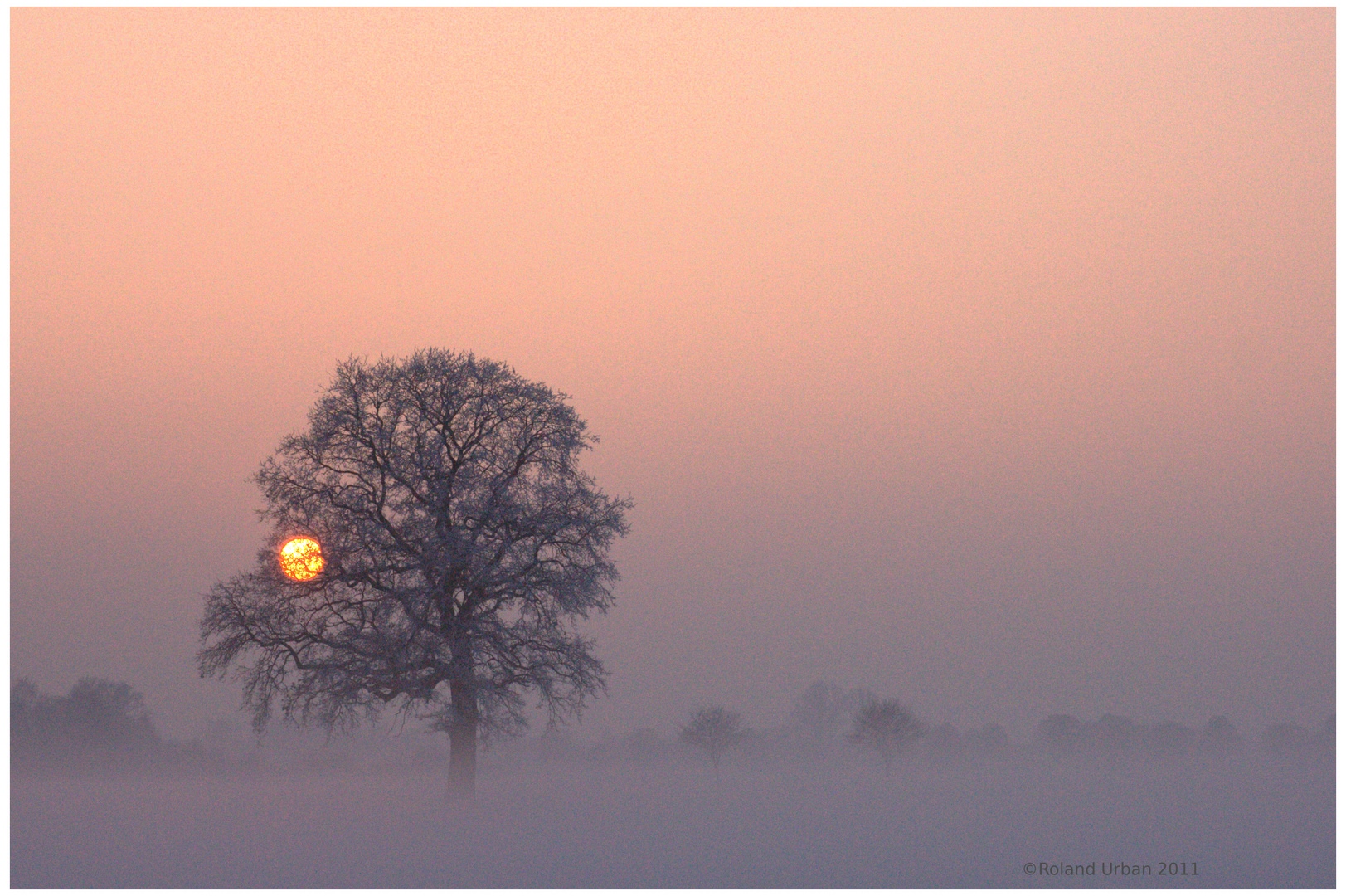 Frostiger Baum im Sonnenuntergang