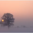 Frostiger Baum im Sonnenuntergang