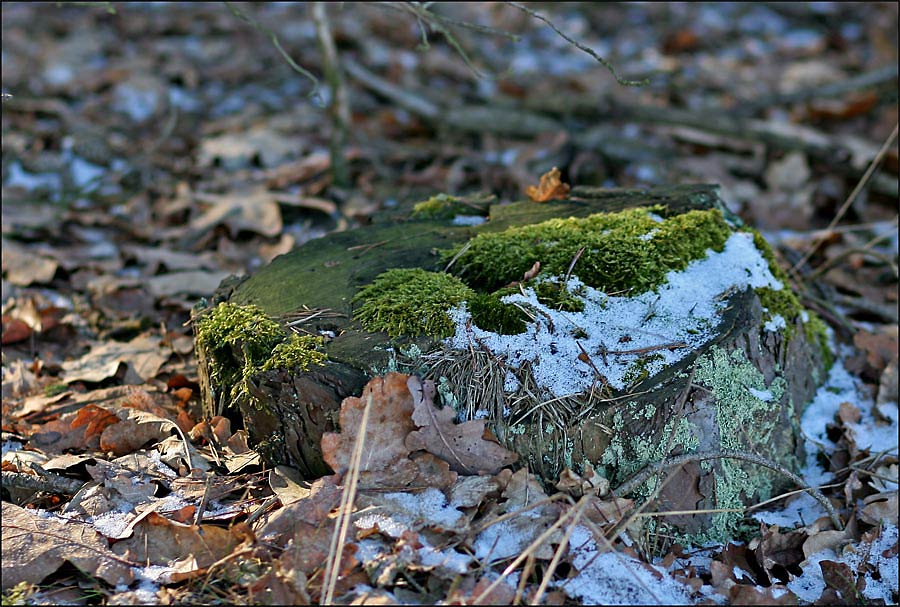 Frostiger Baumstumpf