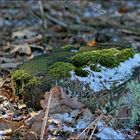 Frostiger Baumstumpf