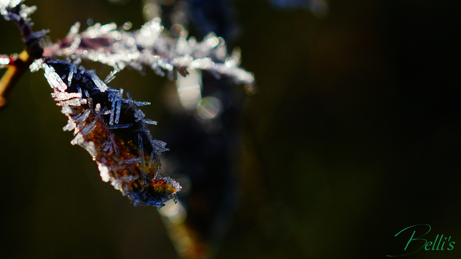 frostiger Befall Foto &amp; Bild | pflanzen, pilze &amp; flechten, natur ...