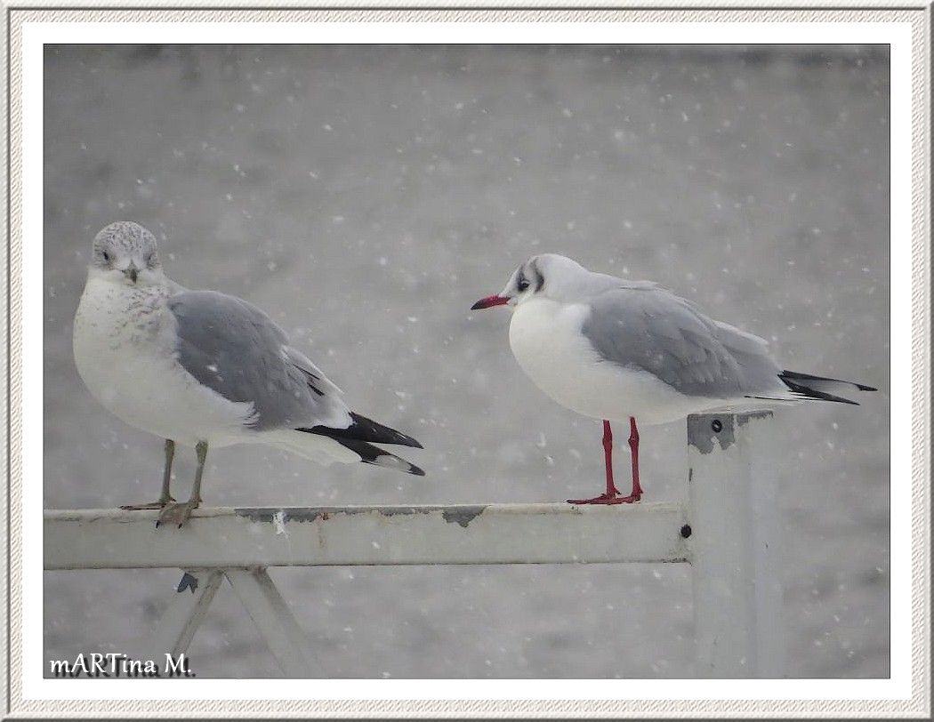 Frostiger Dialog  (mit Gedicht)