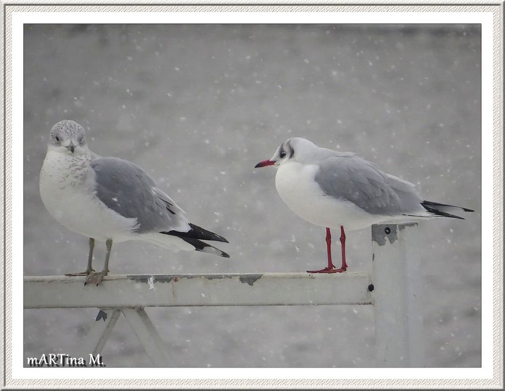 Frostiger Dialog  (mit Gedicht)