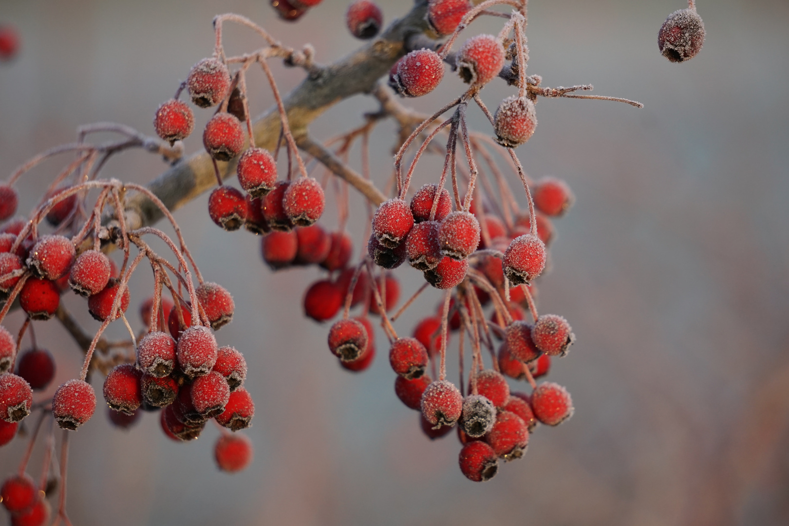 Frostiger erster Weihnachtsfeiertag Ilvesheim 2018 Foto &amp; Bild | winter ...