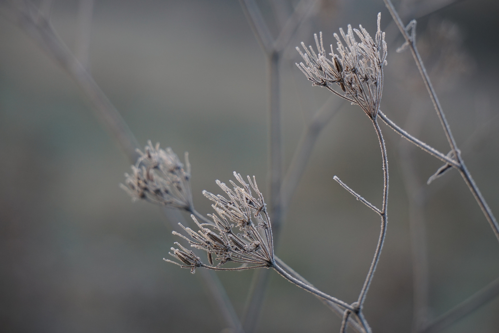 Frostiger erster Weihnachtsfeiertag Ilvesheim 2018 Foto &amp; Bild | winter ...