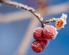 Frostiger Februar: Rote Beeren
