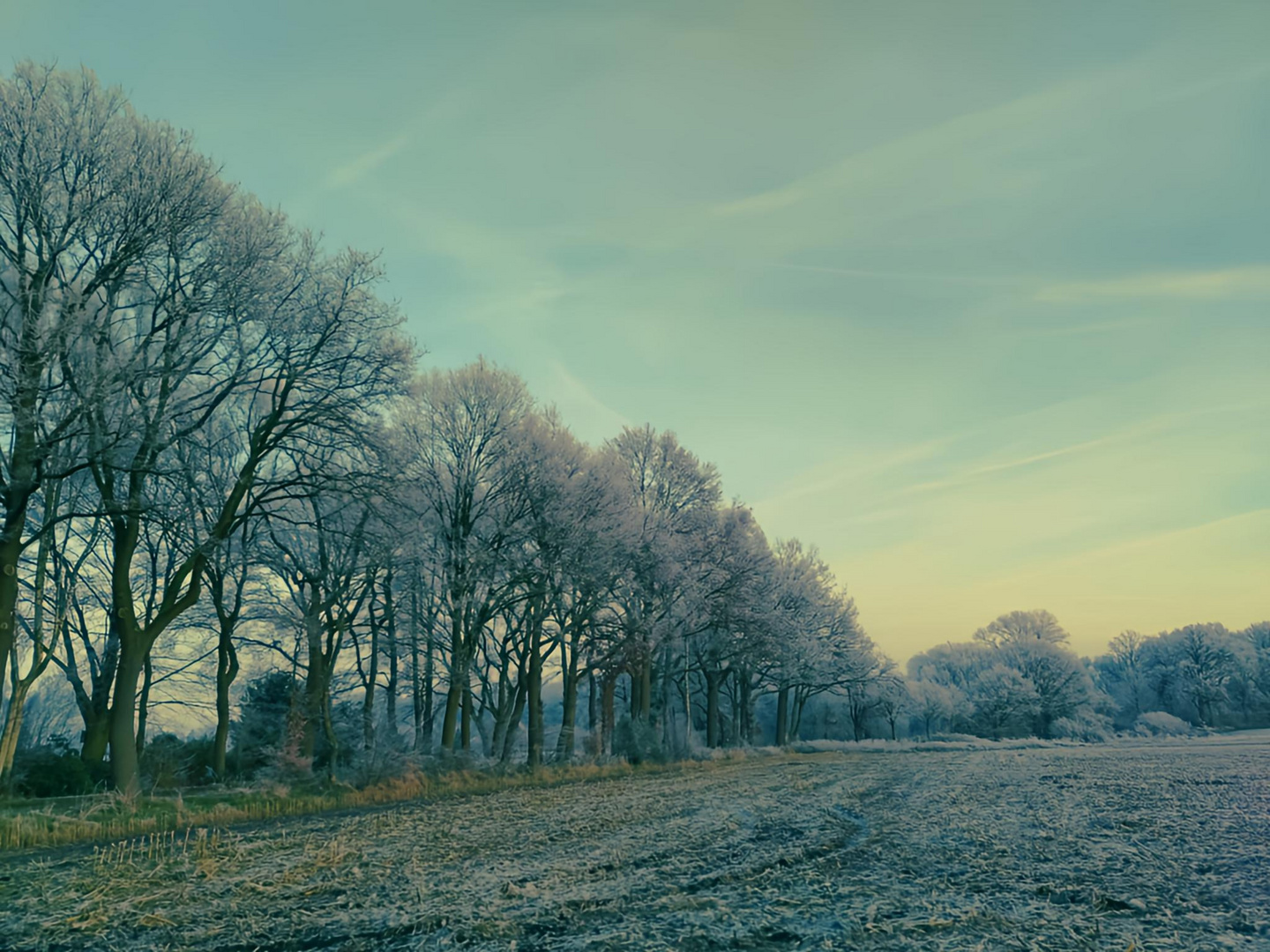 Frostiger Feldweg