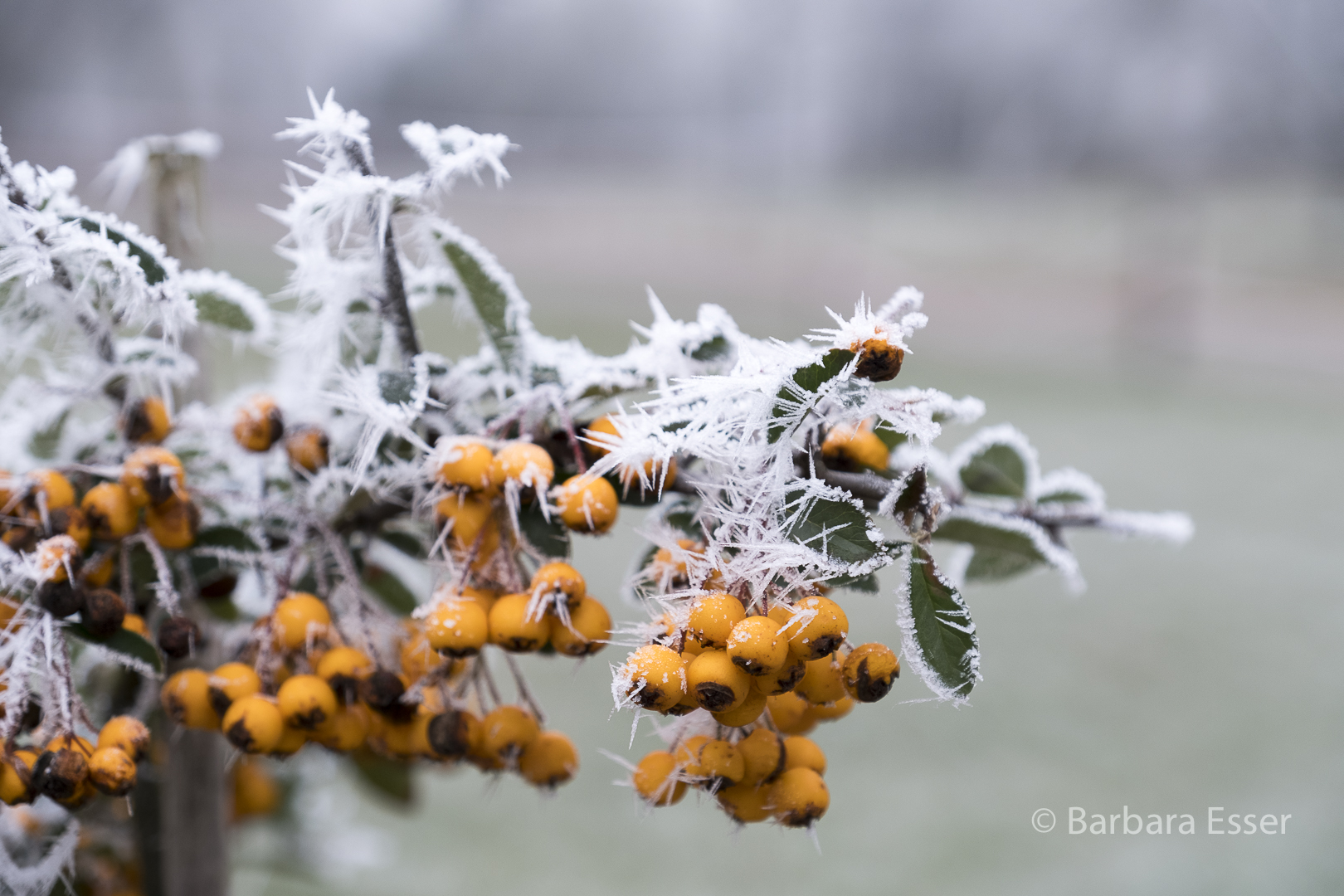 Frostiger Feuerdorn