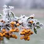 Frostiger Feuerdorn