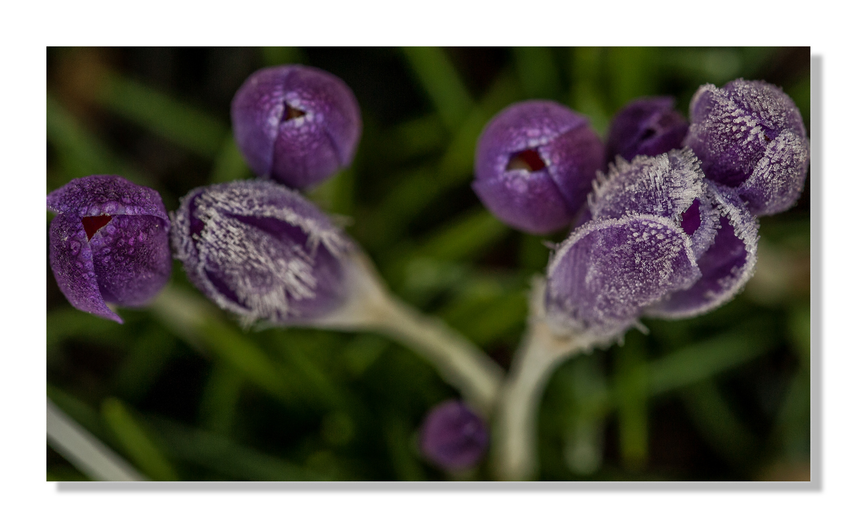 Frostiger Frühling