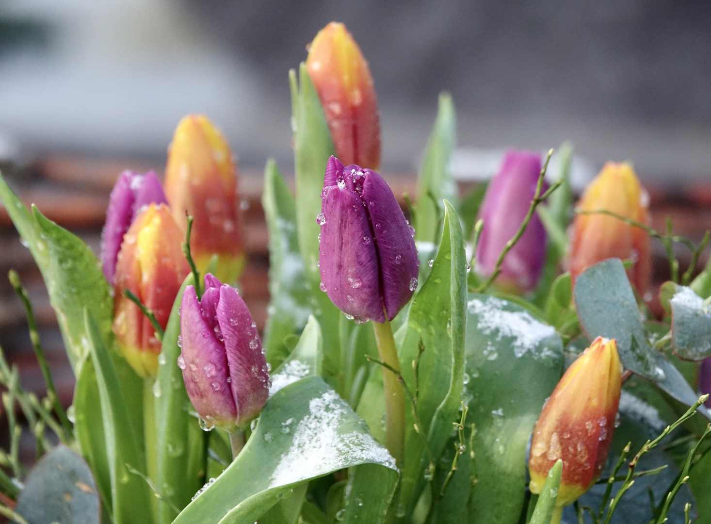 Frostiger Frühlingsgruß