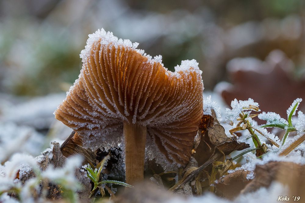 Frostiger Gesell Foto &amp; Bild | pflanzen, pilze &amp; flechten, pilze ...