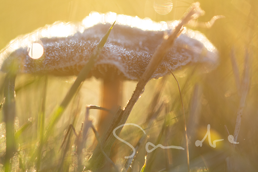 Frostiger Geselle im Gegenlicht