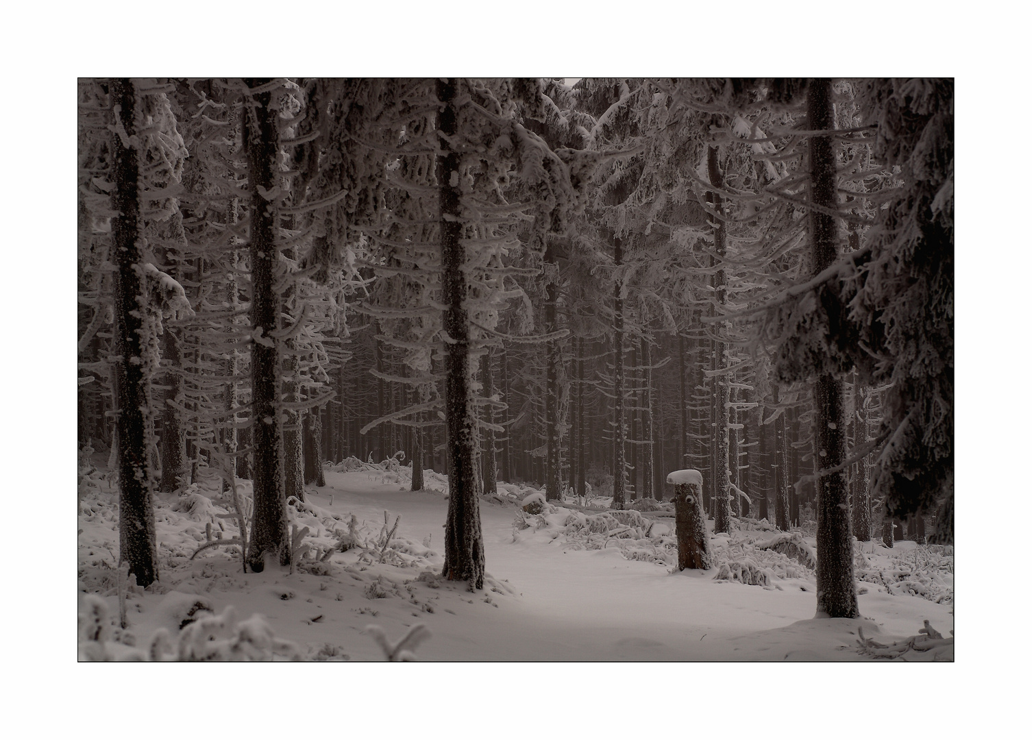 frostiger Gespensterwald