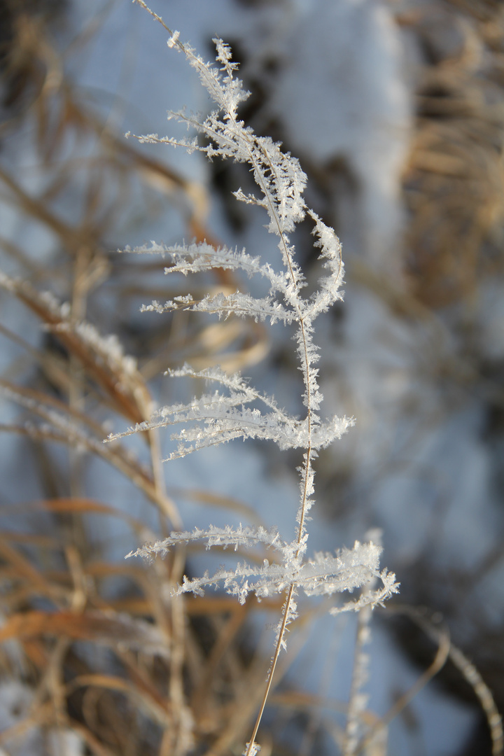 frostiger Grasstängel am Feldrand...