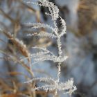 frostiger Grasstängel am Feldrand...