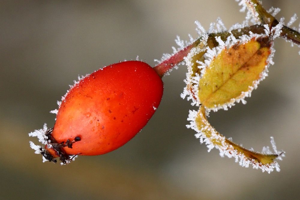 Frostiger Gruß Foto &amp; Bild | natur, pflanzen, frost Bilder auf ...