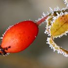 Frostiger Gruß