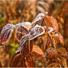 Frostiger Herbst