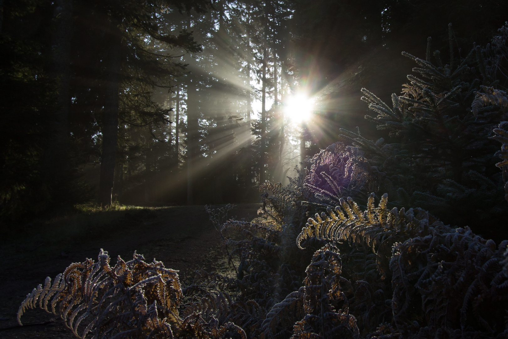 Frostiger Herbstmorgen im Schwarzwald