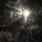 Frostiger Herbstmorgen im Schwarzwald