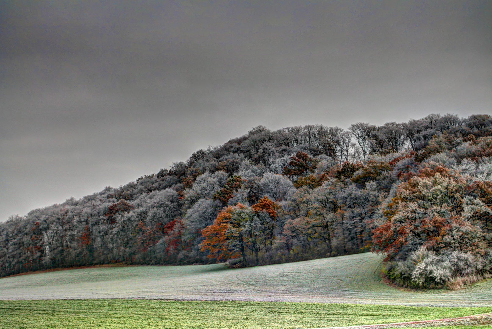 Frostiger Herbstwald