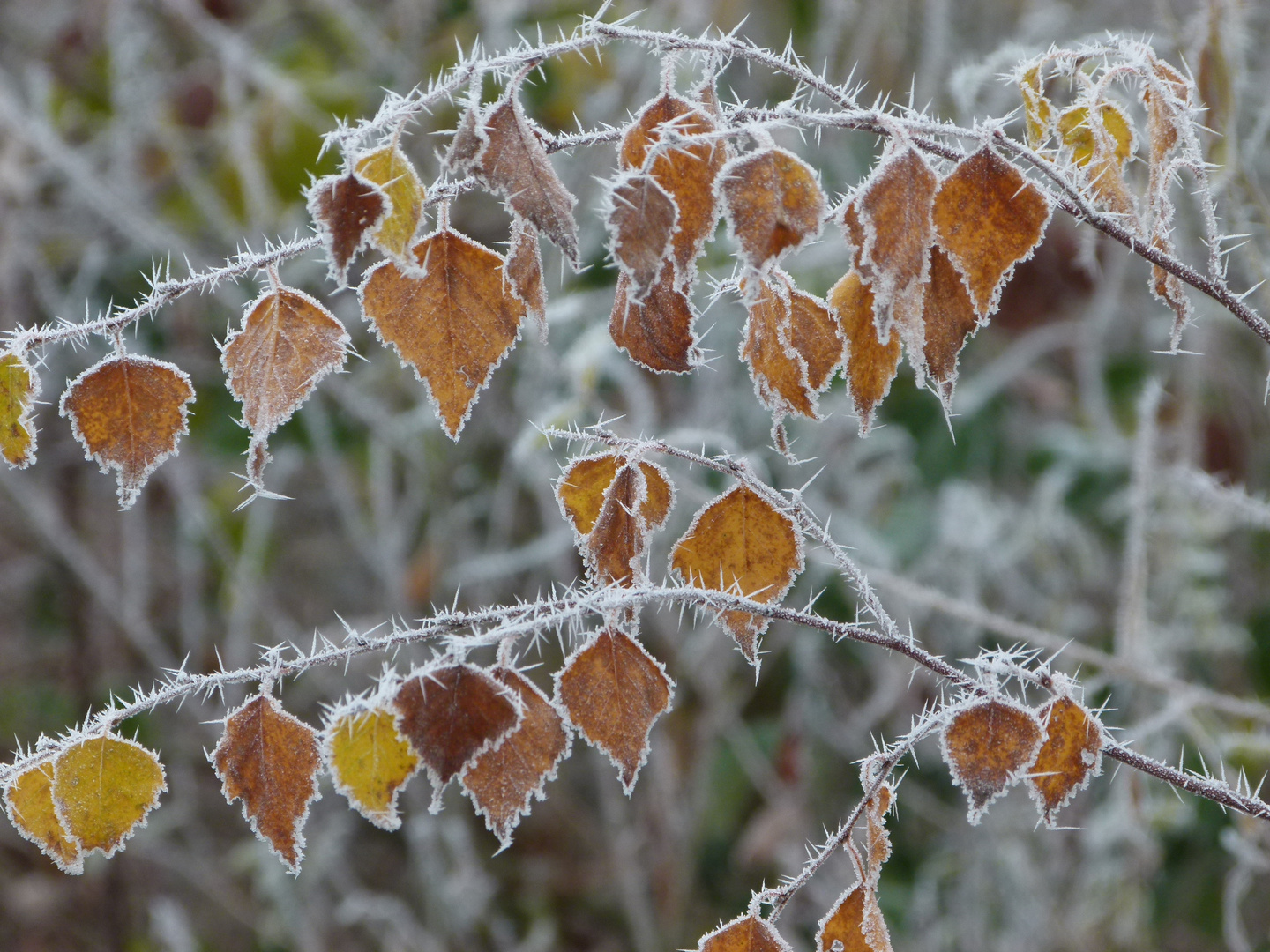 frostiger Herbstzauber