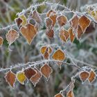 frostiger Herbstzauber