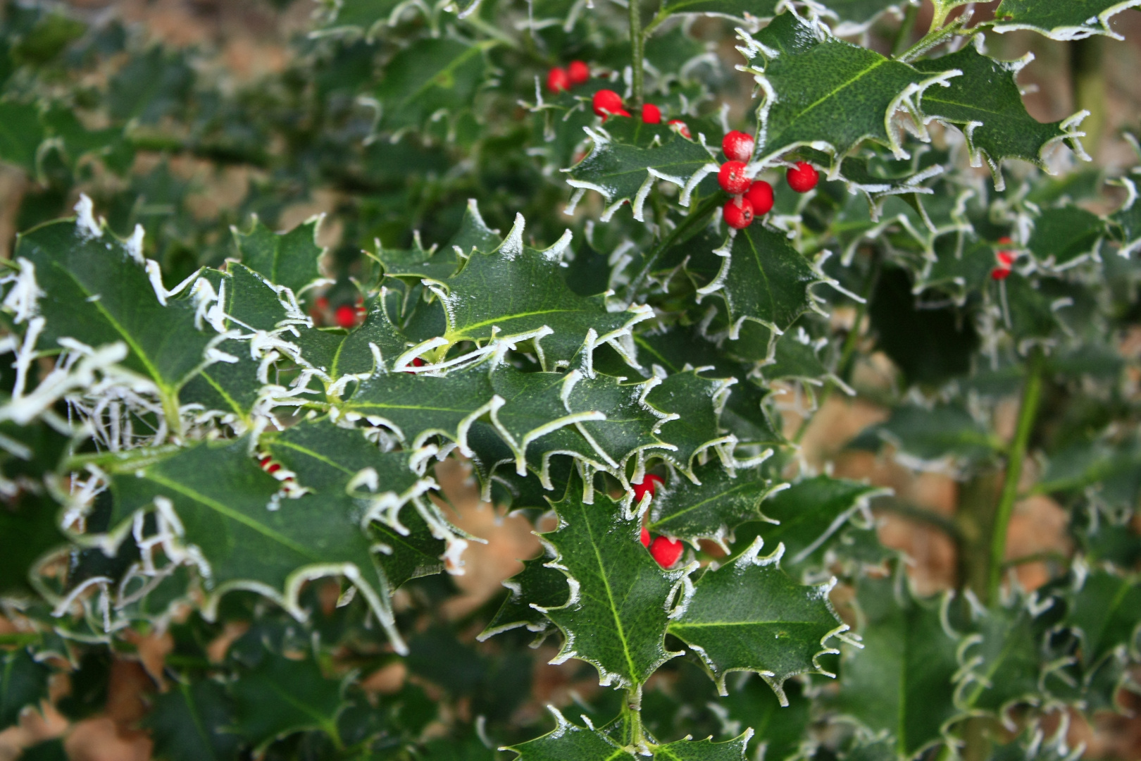 Frostiger Ilex