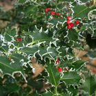 Frostiger Ilex