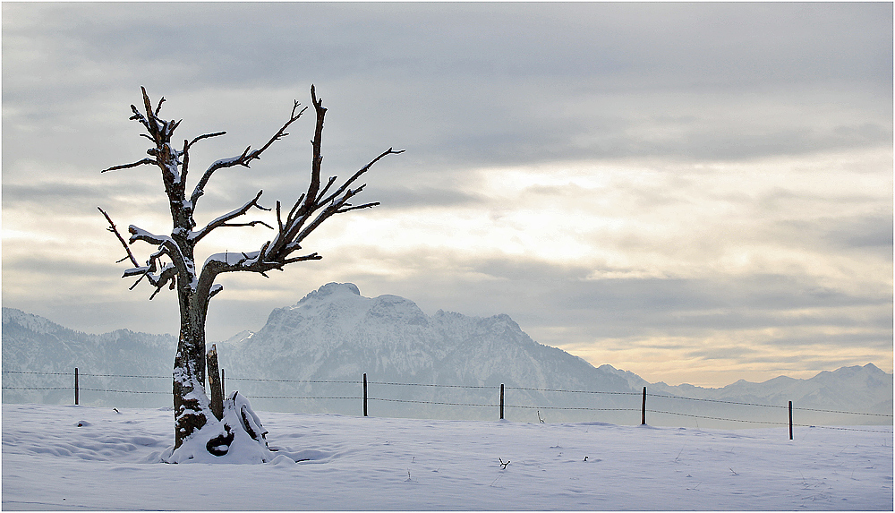 FROSTIGER JANUAR