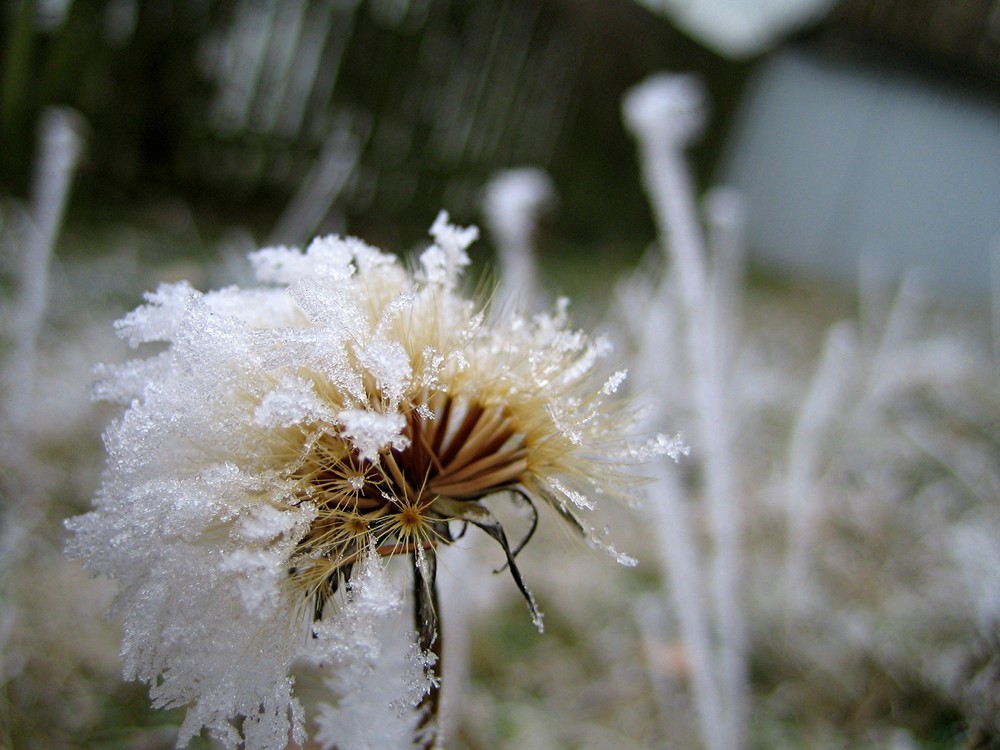 Frostiger Löwenzahn