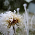 Frostiger Löwenzahn