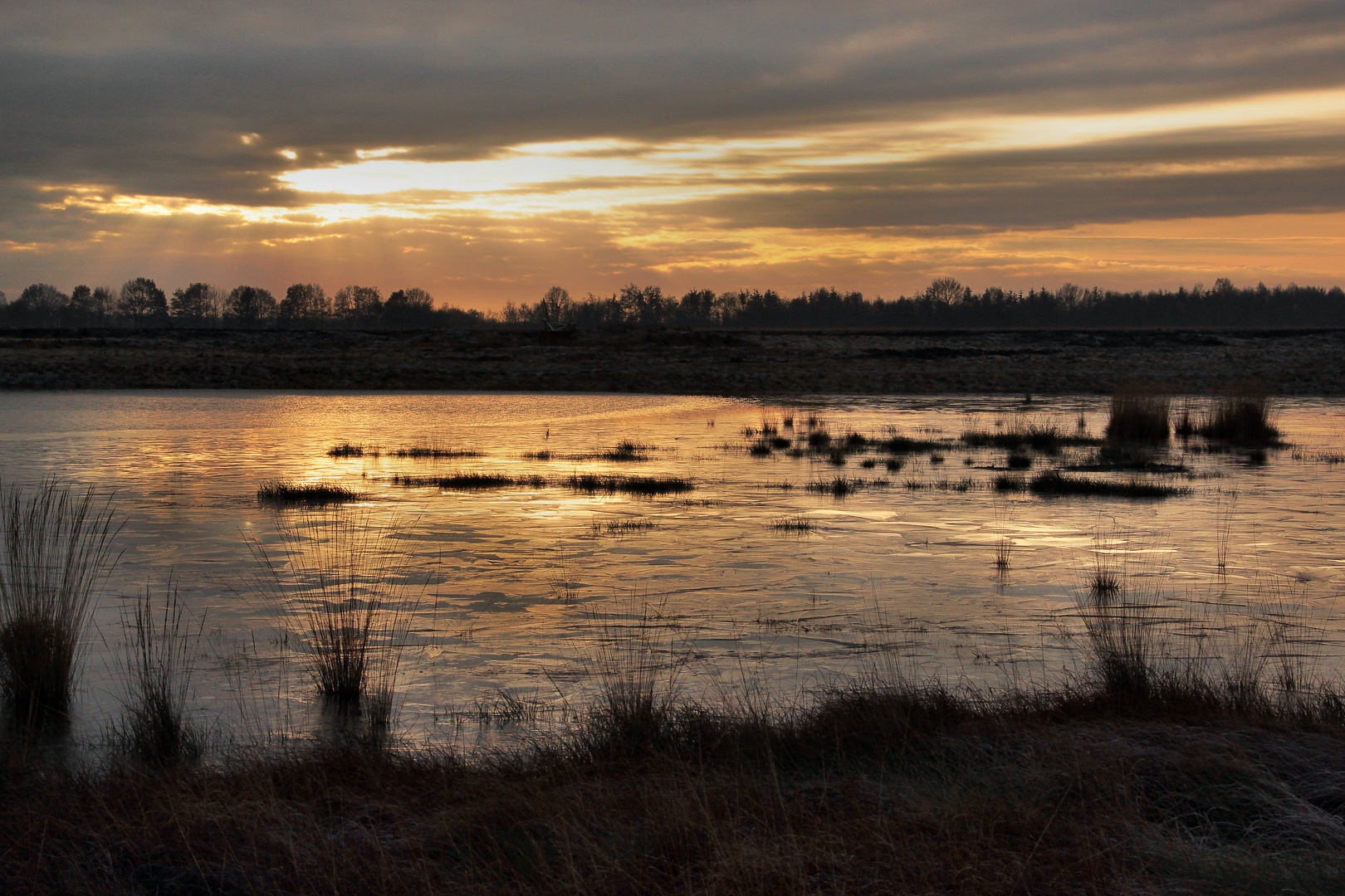 Frostiger Moor-Morgen