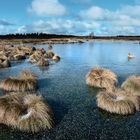 Frostiger Moorsee