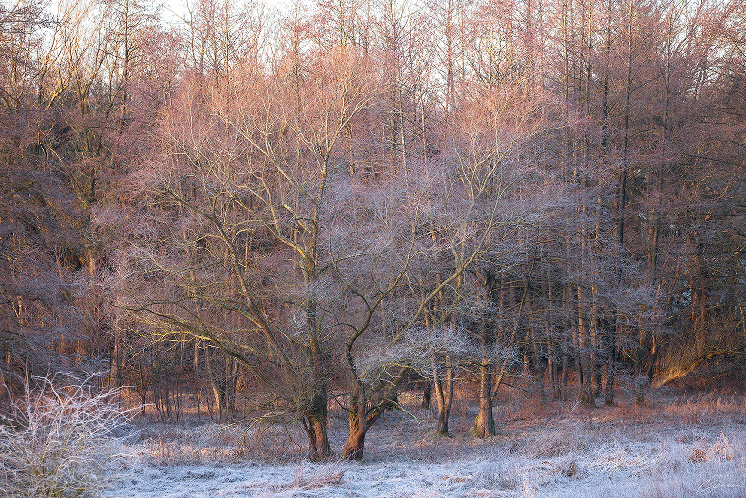 Frostiger Morgen