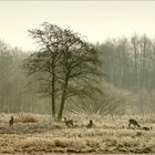 Frostiger Morgen