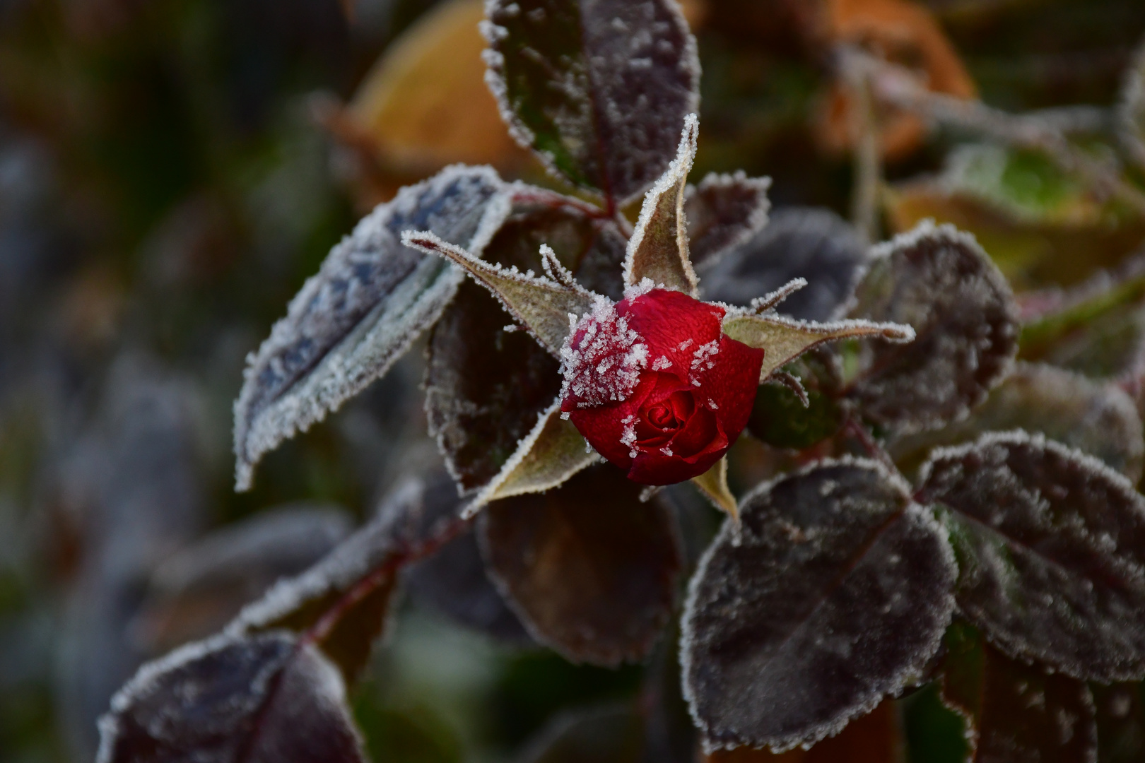 frostiger Morgen (11)