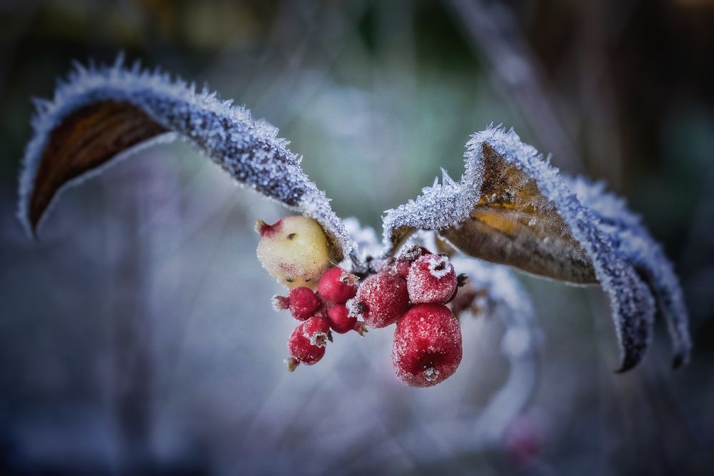 ... frostiger Morgen #2 ...