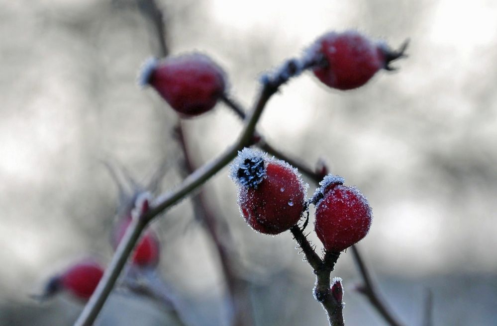 frostiger Morgen 2