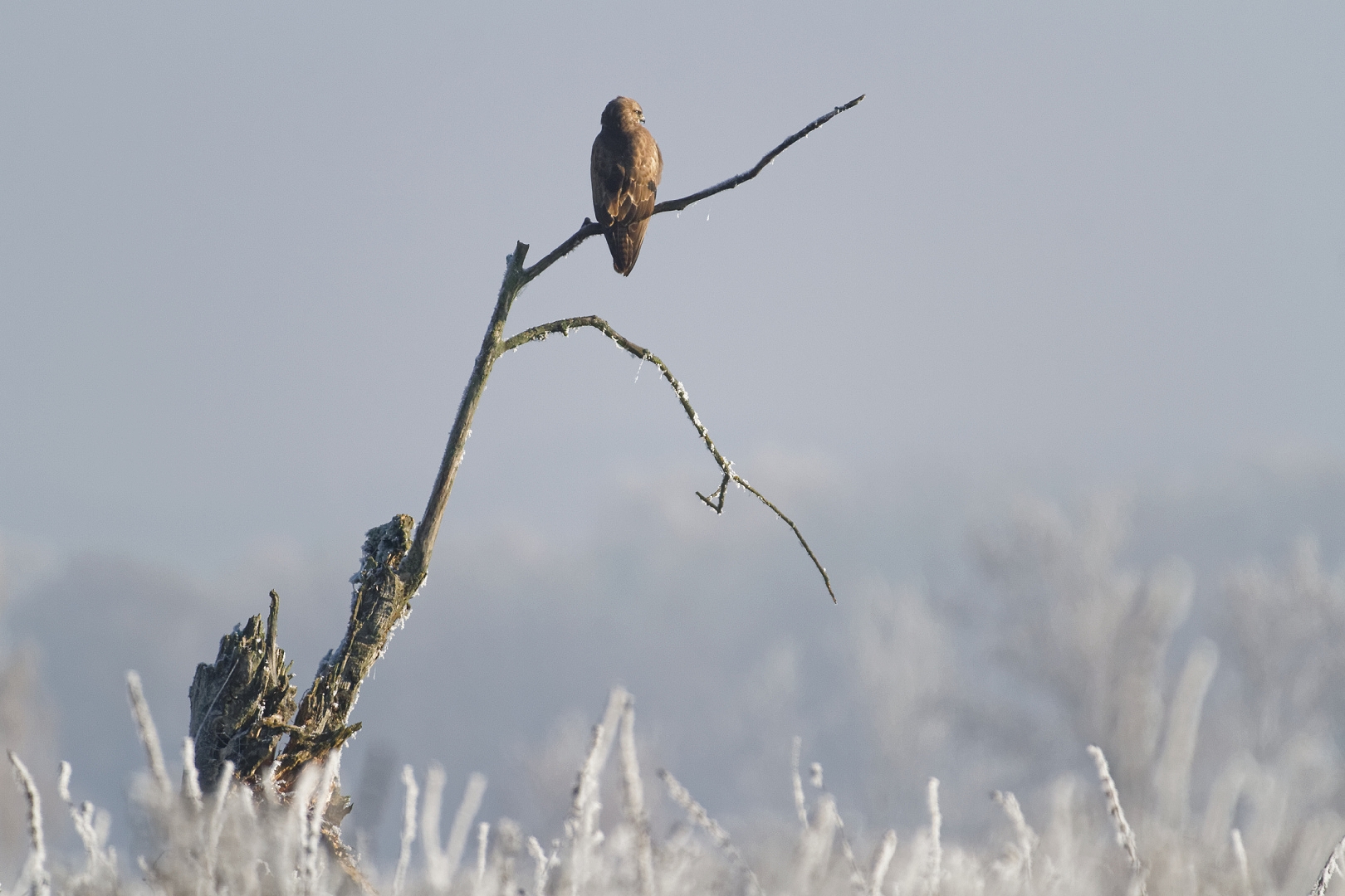 frostiger Morgen 2