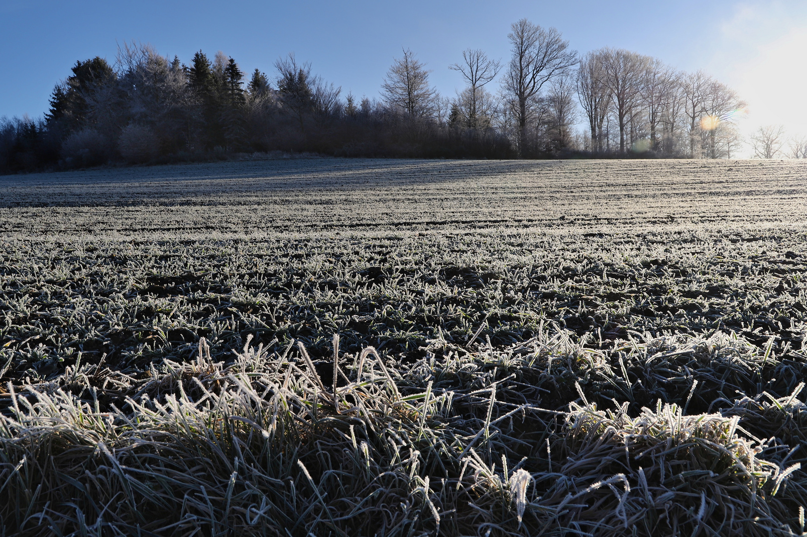 Frostiger Morgen (2020_01_21_8005_ji)