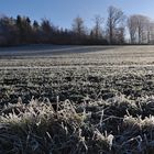Frostiger Morgen (2020_01_21_8005_ji)